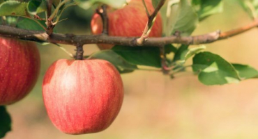 Uralská růže - odolná jabloň s dobrými výnosy